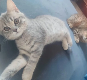 Reinrassige Britisch Kurzhaar Kitten 