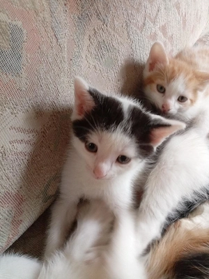 Katzenbaby Katzenkind Babykatze Kater