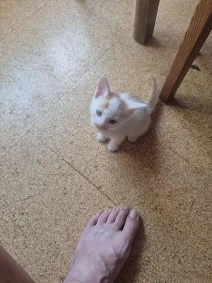 Katzenkind Babykatze Katzenbaby Kater