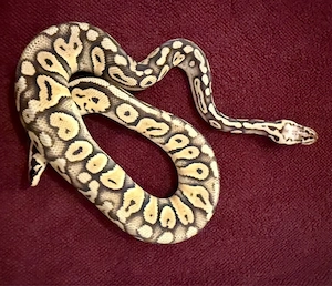 0.1 Super Pastel Stranger het Clown