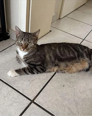 deckkater  gesucht 