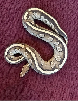 0.1 Mojave Gravel het. Albino pos. Mystic 