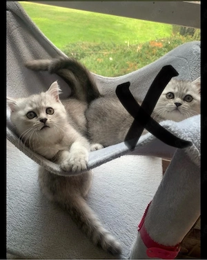 babykatzen