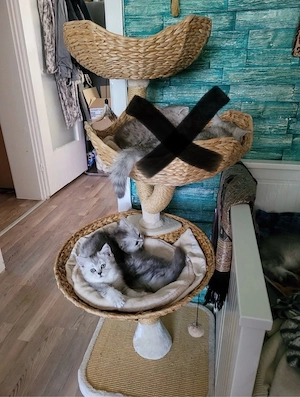 katzenbaby