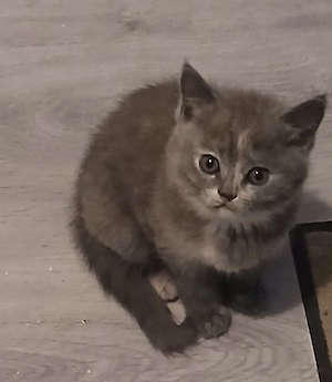 Bkh Niedliche Britisch kurzhaar kitten  