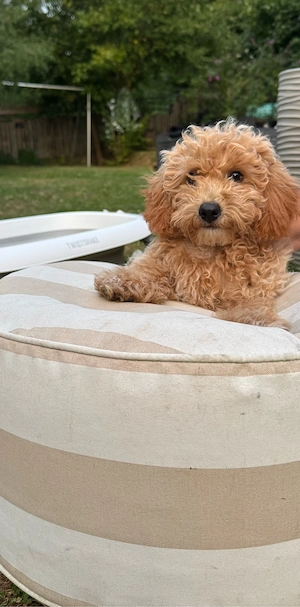Maltipoo Rüde abgabebereit