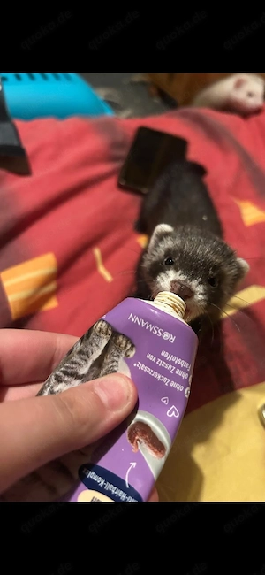 Frettchen Fähe