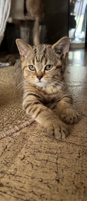 BKH Kitten abgabebereit