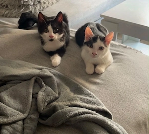 2 Kater suchen neues Zuhause