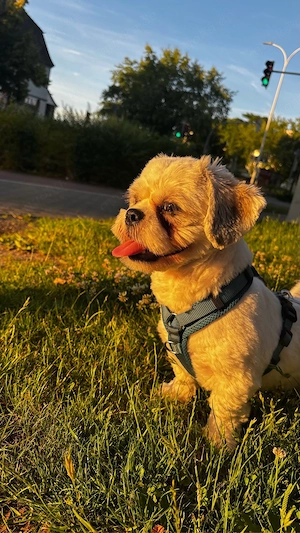 Shih tzu sucht neues Zuhause 