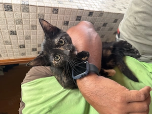 Babykatzen Europäischen Kurzhaarschnitt musste so schnell wie möglich weg, weil wir nach Urlaub fahr