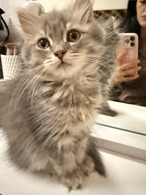 katze zu verkaufen 