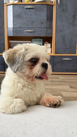 Shih Tzu sucht ein neues zuhause 