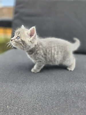 Süße Kitten abzugeben