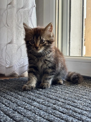 Katzenbaby Kitten Kater