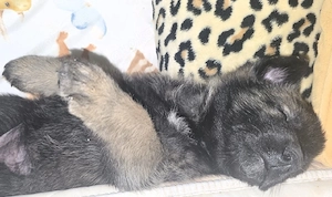 welpe Malinois husky belgischer Schäferhund mix weibchen 