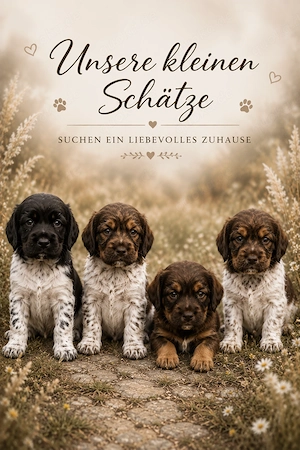 4 Traumhunde suchen ein Zuhause