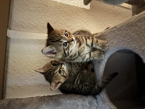 Volle süße Baby Katzen zu verkaufen 