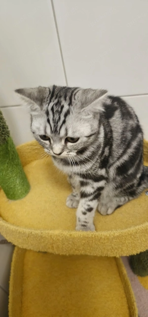 Britisch kurzhaar katze