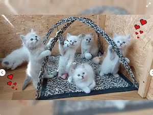 Reinrassige Ragdoll Kitten 