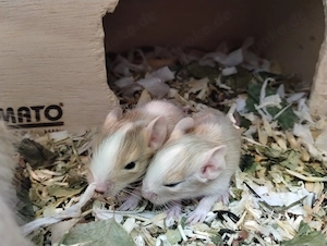 6 mega tolle Degu Buben- Kids,Lilacsuperschecke und Creme- Sandschecken suchen Zuhause im Glück