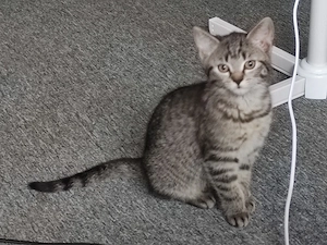 BKH katerchen sucht ein Zuhause.