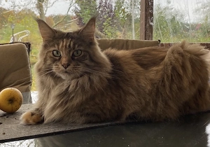 Maine Coon weiblich kastriert, superlieb