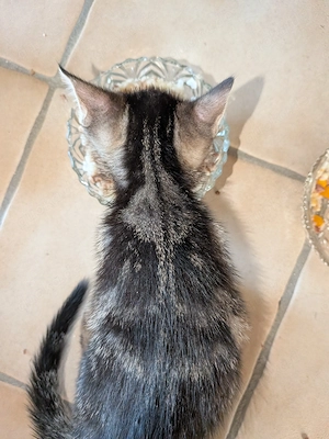 4 Süße Katerchen in liebevolle Hände abzugeben 