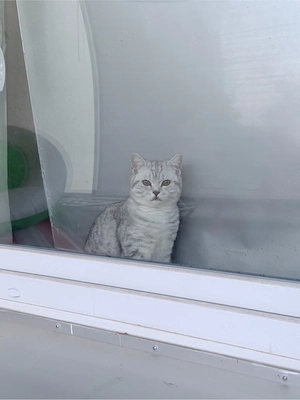 British Kurzhaar Kater in liebevolle Hände abzugeben 