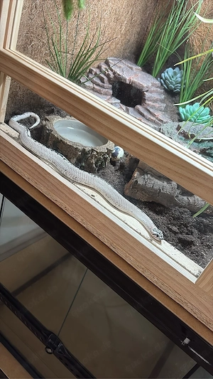 0.2 Adulte Hakennasennatter weibchen