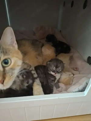 Bkh Mix Kitten