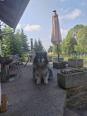 Alaska Malamute 