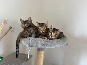Bengal Mix Buben sehr zutraulich 