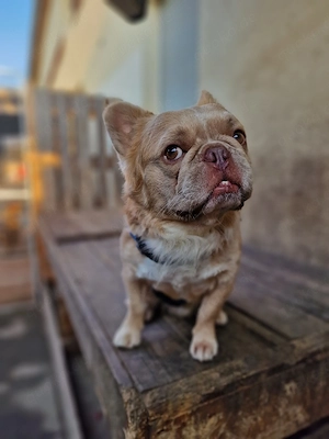 Luigi Langhaar Bulldogge 