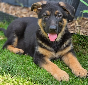 Schäferhund Welpen 