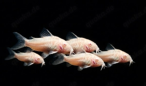 Albino Panzerwels Osteogaster aeneus 