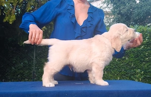 Ein entzückender männlicher Golden-Retriever-Welpe 