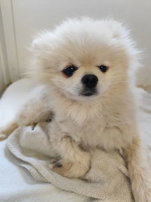 36 L - Spitz Mix - Ich bin lieb und sozial, aber momentan noch etwas scheu und zurückhaltend