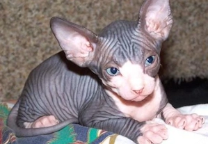  Sphynx-Kätzchen sucht ein neues Zuhause. 