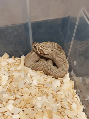 Hakennasennatter heterodon nasicus