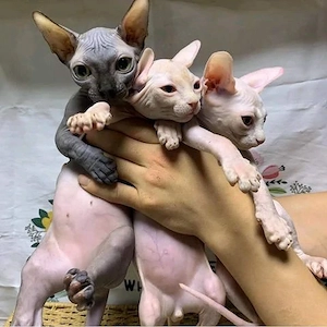 Sphynx-Kätzchen sucht ein neues Zuhause. 