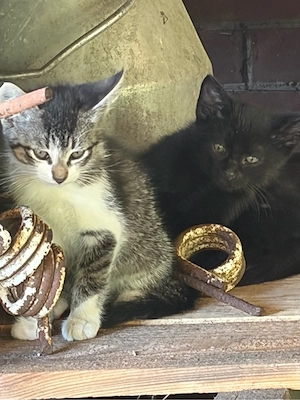 2 Katzenbabys abzugeben