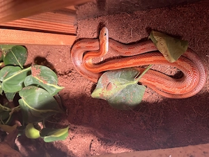 Kornnatter Männchen 3 Jahre