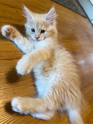 Maine Coon Mix