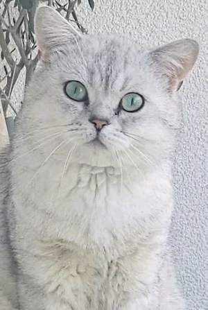 4-jähriger BKH Kater sucht ein neues Zuhause