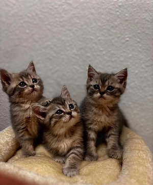 Britisch Kurzhaar (BKH) Kitten   100 % reinrassig