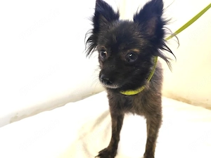 *MALOU* Die kleine Spitz Mix ist noch unsicher und schaut noch etwas skeptich in die Zukunft
