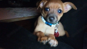 kinderlieber rehpinscher  rüde 