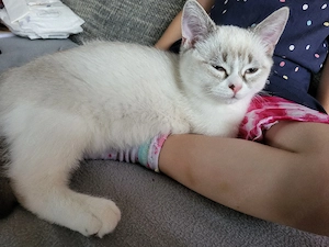 verkuschelter BKH Kater 