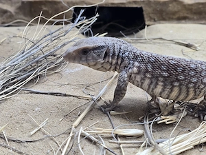 Steppenwaran (Varanus exanthematicus) FZ-26 Bild 2